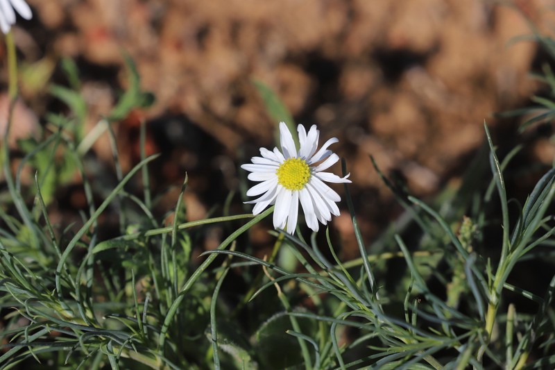 Brachyscome tetrapterocarpa photo 2