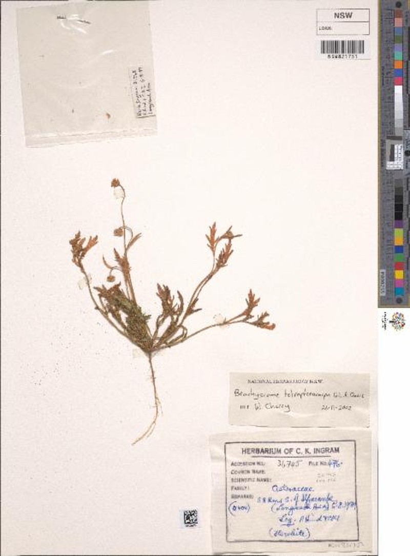 Brachyscome tetrapterocarpa photo 3