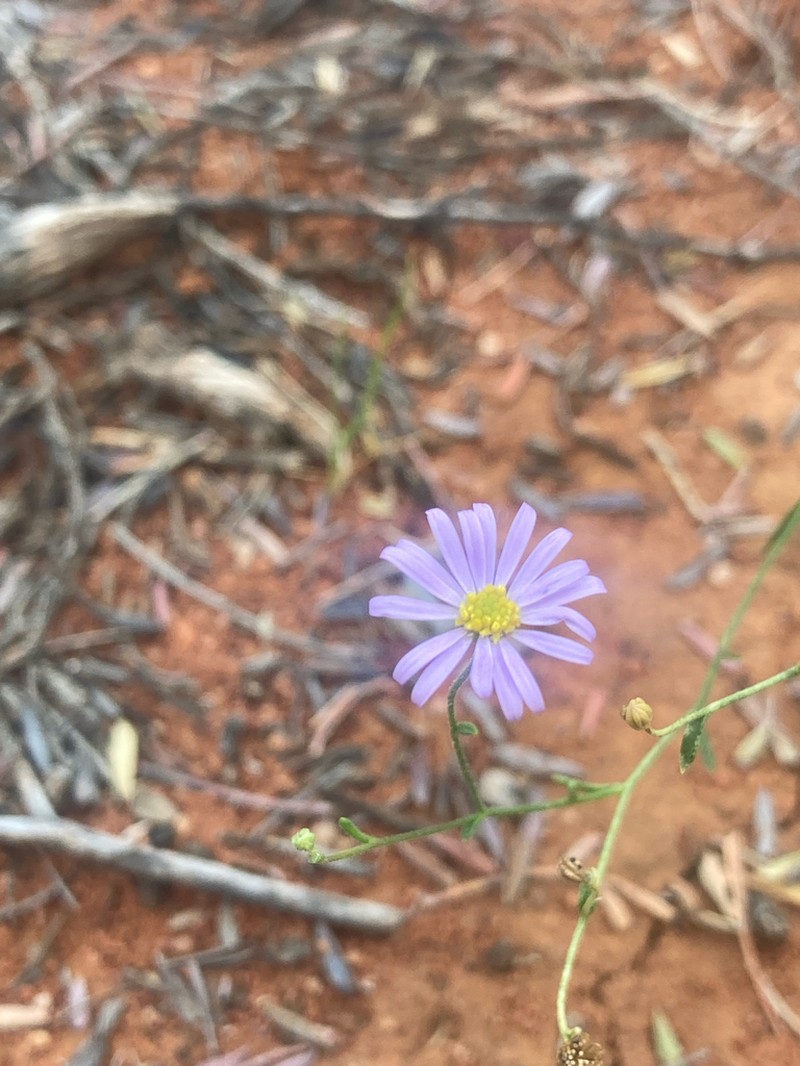 Brachyscome trachycarpa
