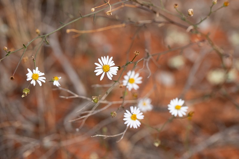 Brachyscome trachycarpa photo 2