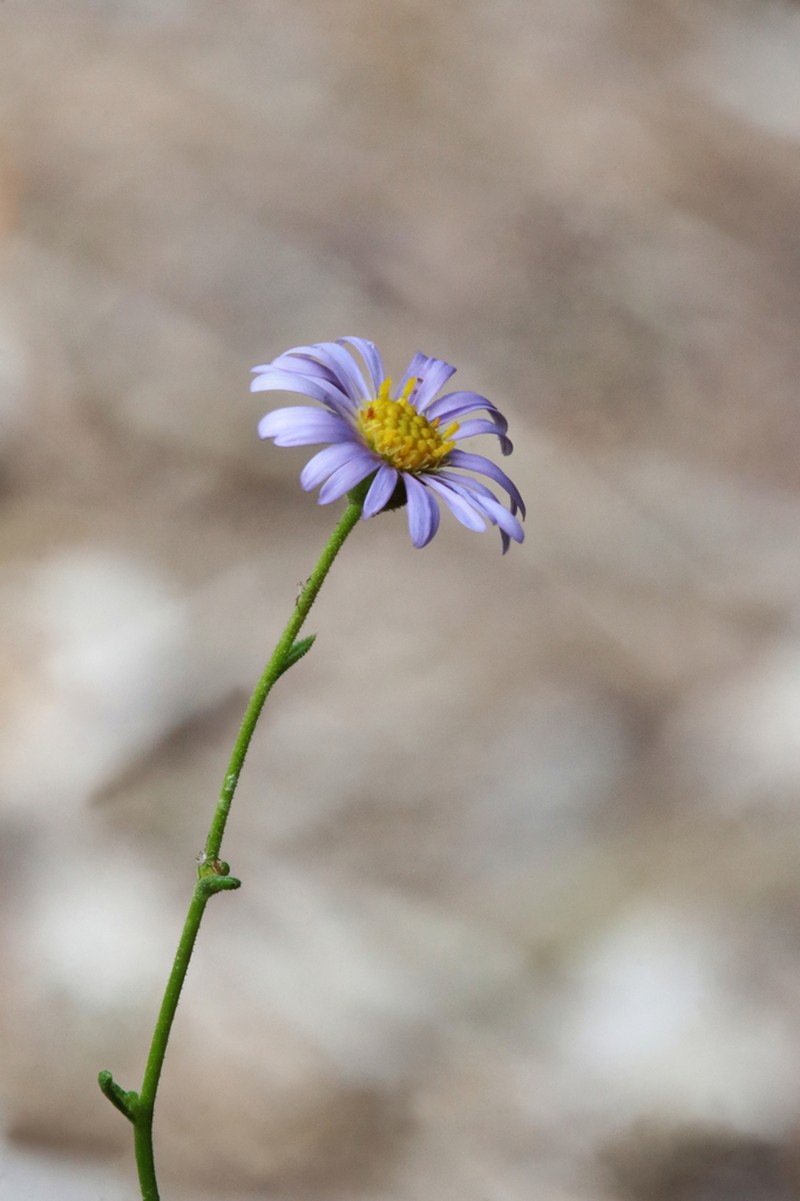 Brachyscome trachycarpa photo 3