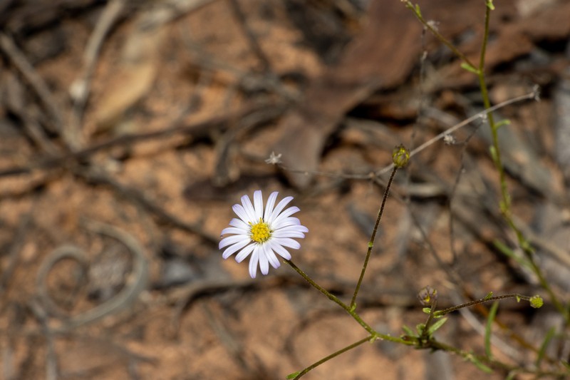 Brachyscome trachycarpa photo 4