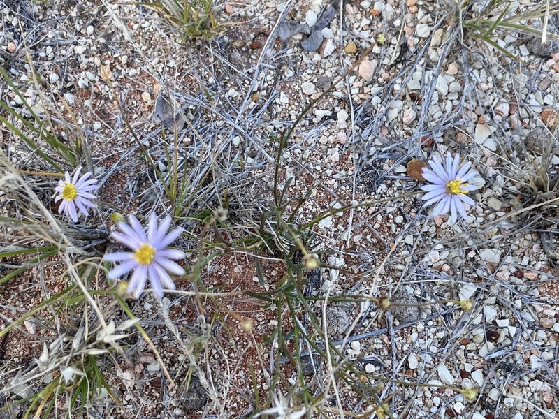 Brachyscome trachycarpa photo 5