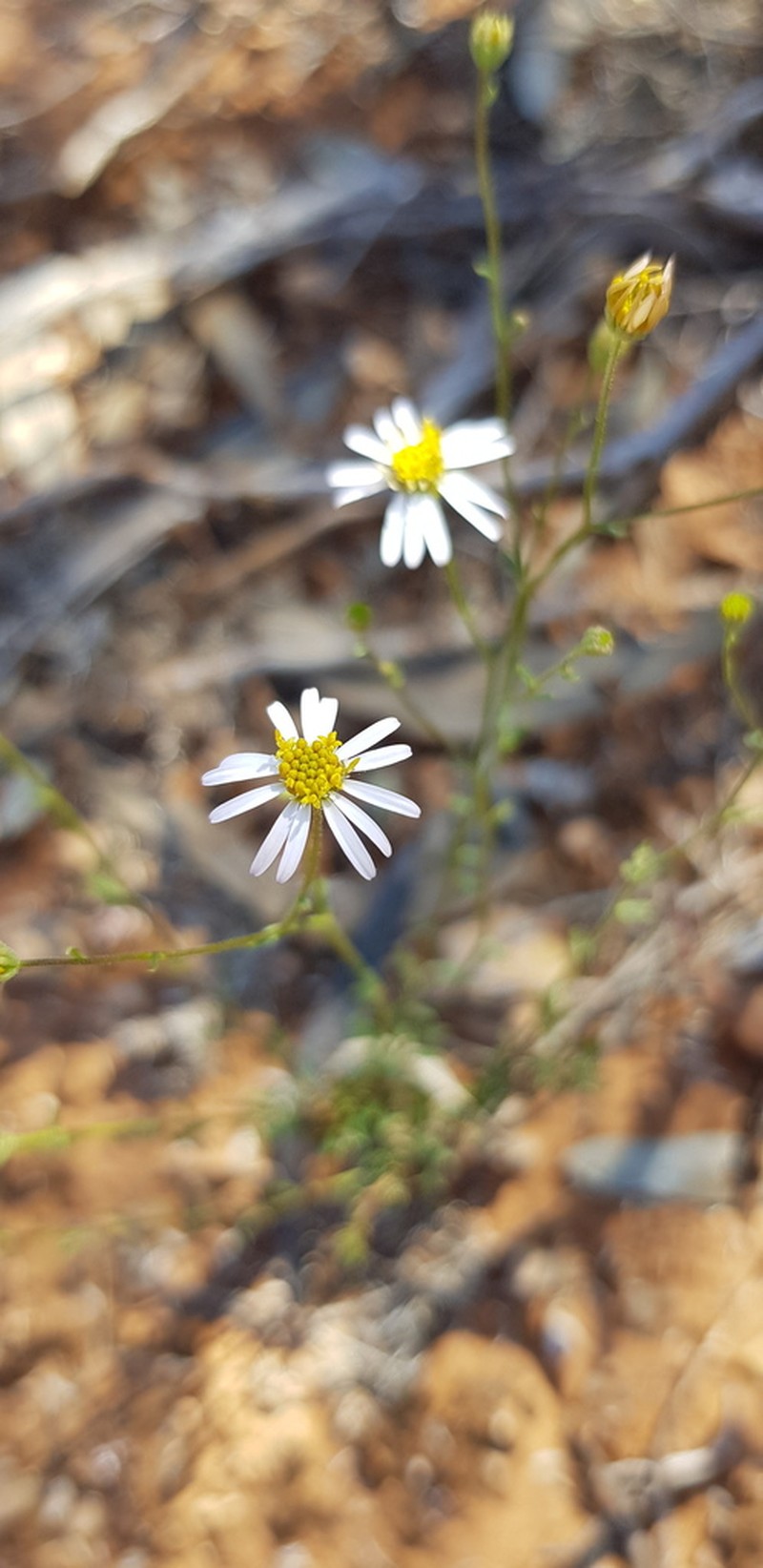 Brachyscome trachycarpa photo 6