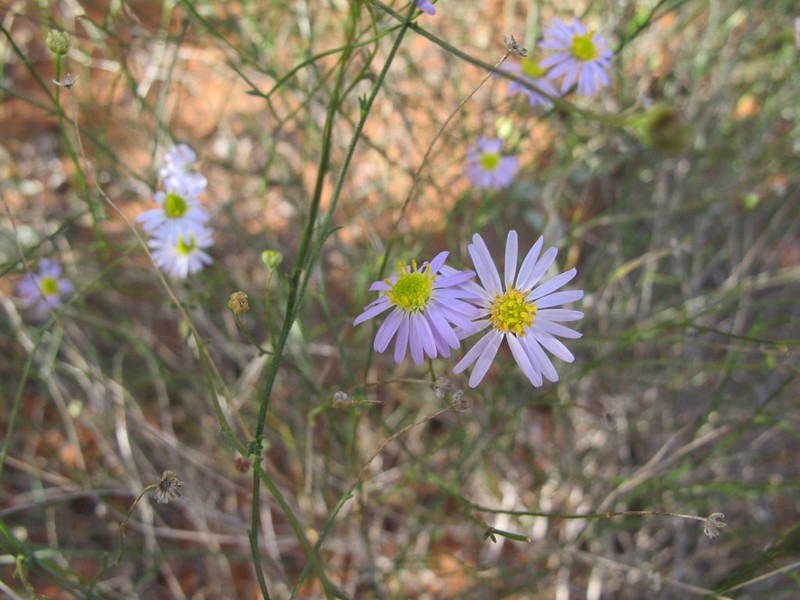 Brachyscome trachycarpa photo 7