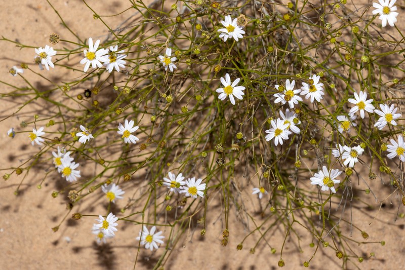 Brachyscome trachycarpa photo 8