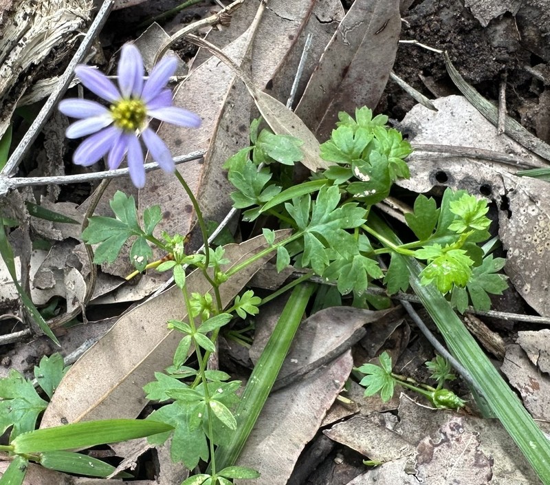 Brachyscome trisecta photo 2