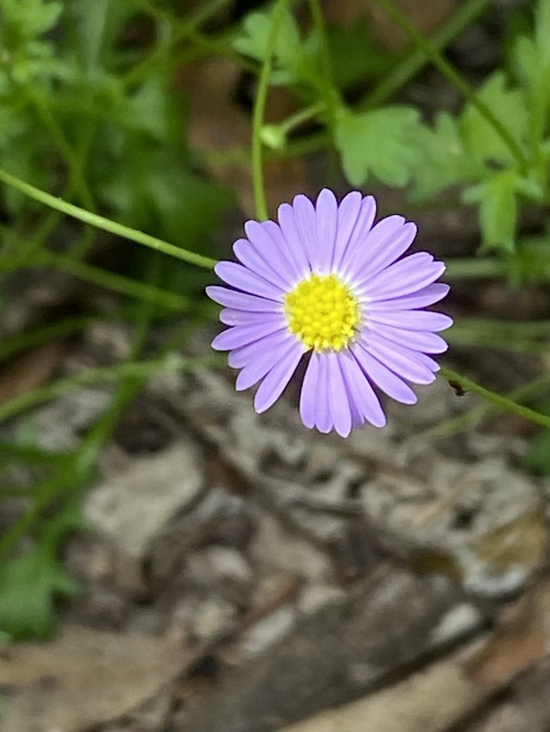 Brachyscome vegrandis