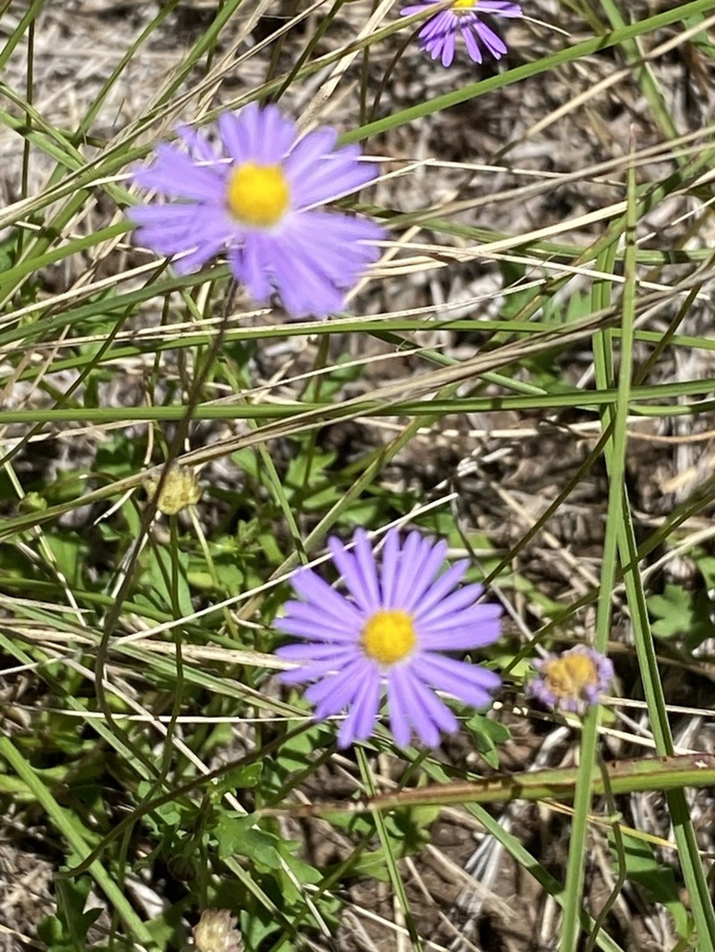 Brachyscome vegrandis photo 2