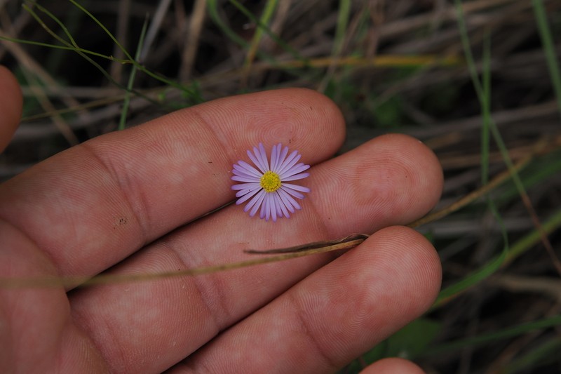 Brachyscome vegrandis photo 3
