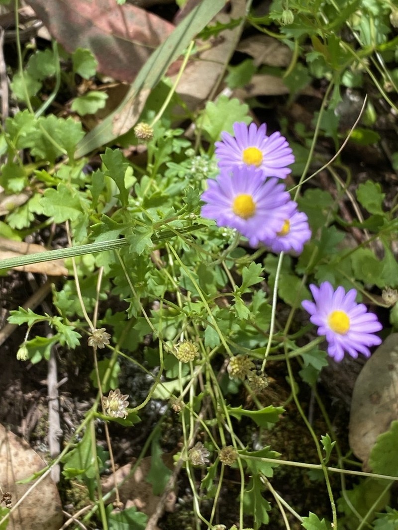 Brachyscome vegrandis photo 4
