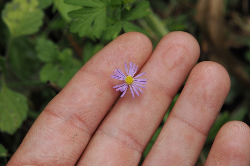 Brachyscome vegrandis photo 5