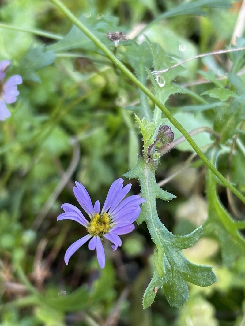 Brachyscome vegrandis photo 6