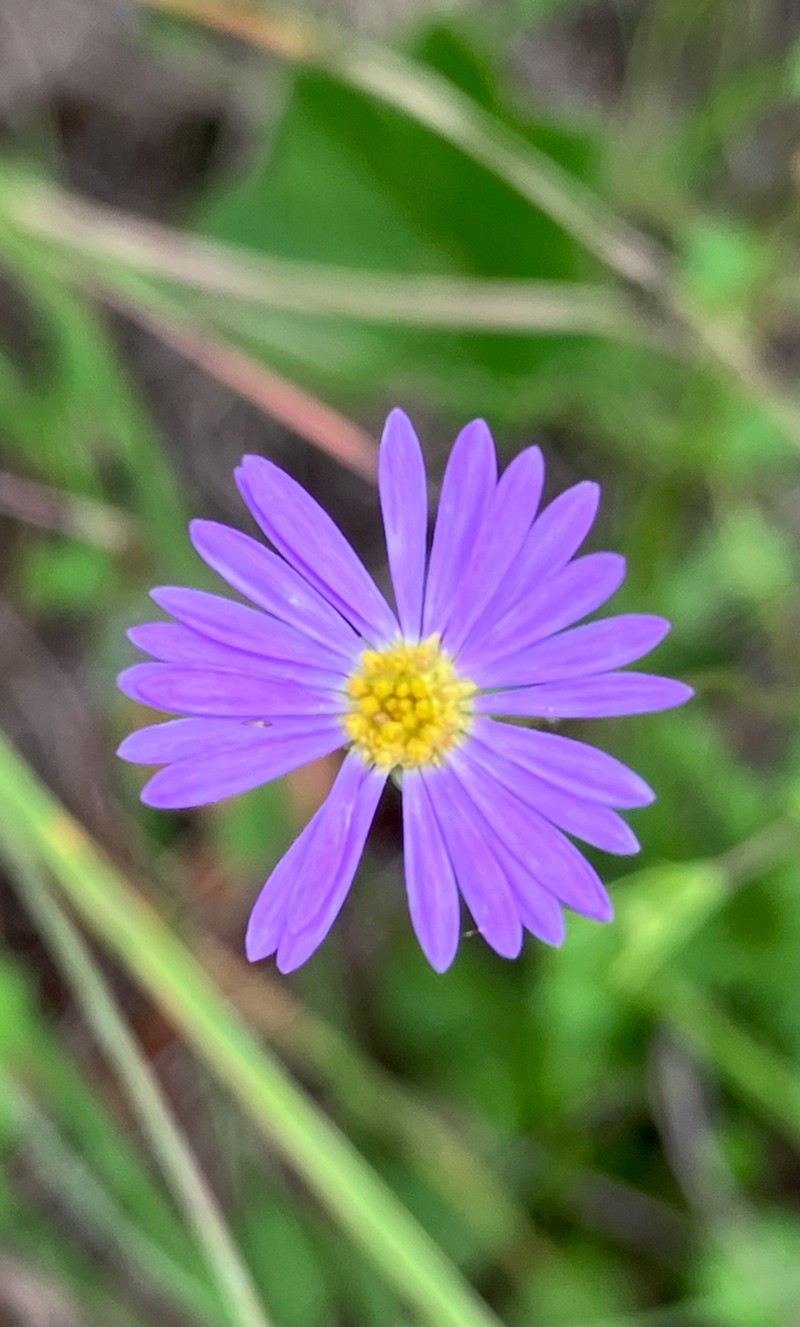 Brachyscome vegrandis photo 7