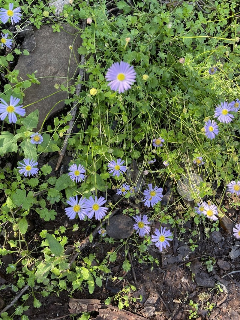 Brachyscome vegrandis photo 8