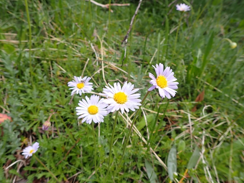 Brachyscome walshii