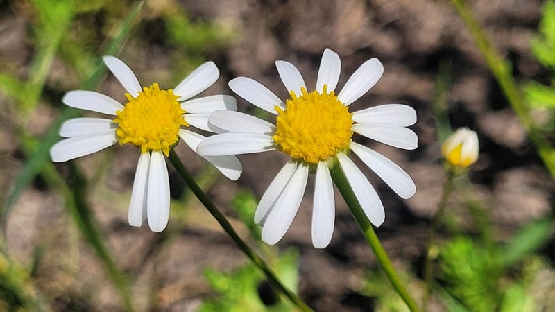 Brachyscome watanabei photo 2