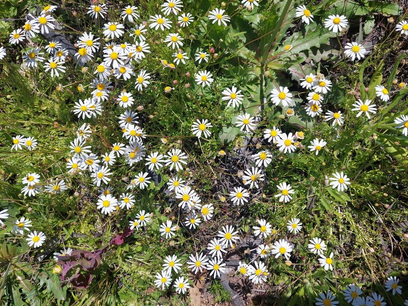 Brachyscome watanabei photo 3