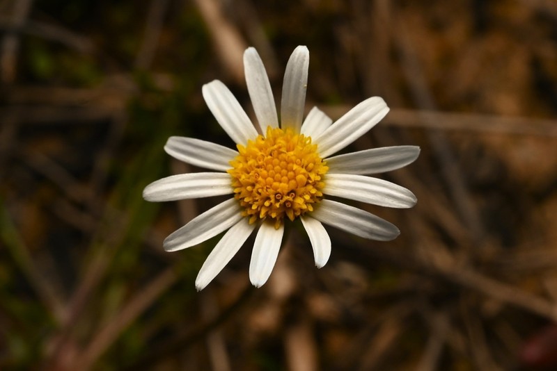Brachyscome watanabei photo 4