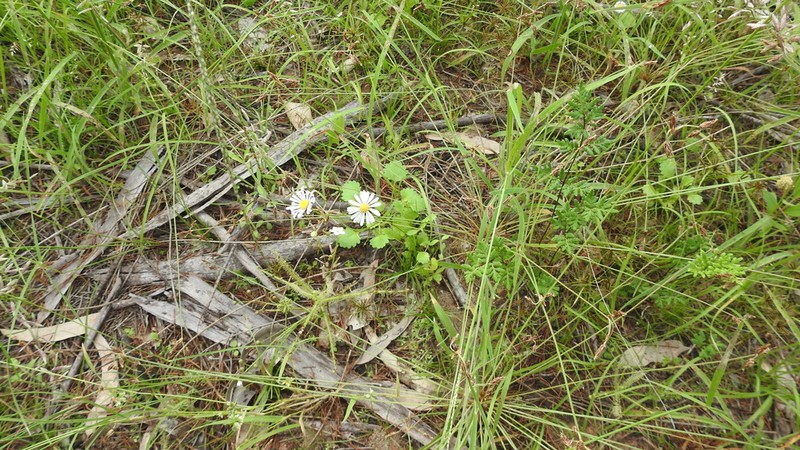 Brachyscome whitei