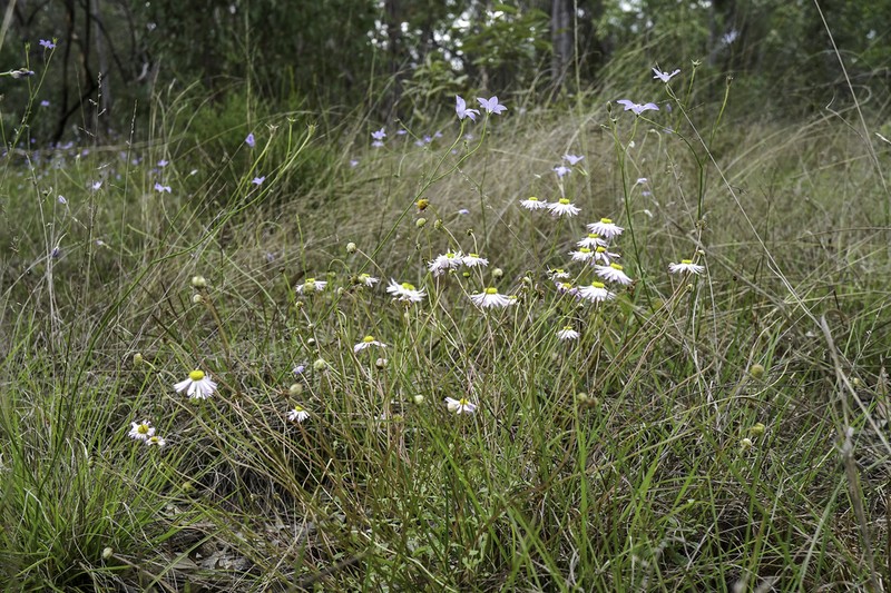 Brachyscome whitei photo 2