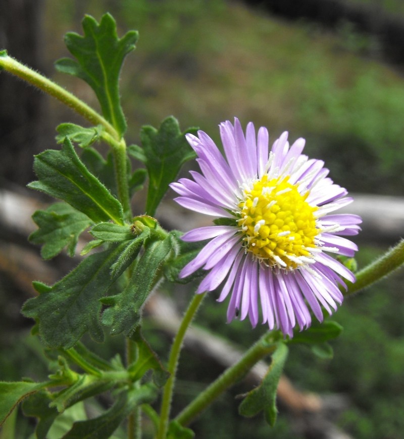 Brachyscome whitei photo 3