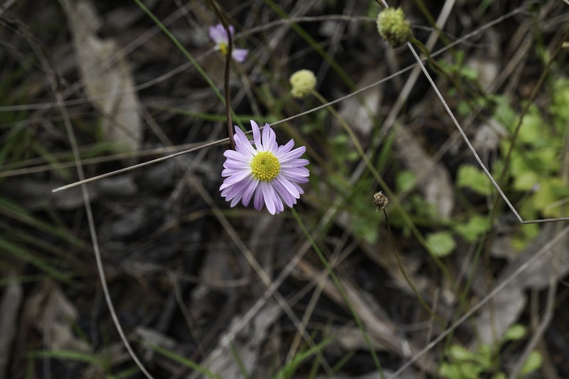Brachyscome whitei photo 4