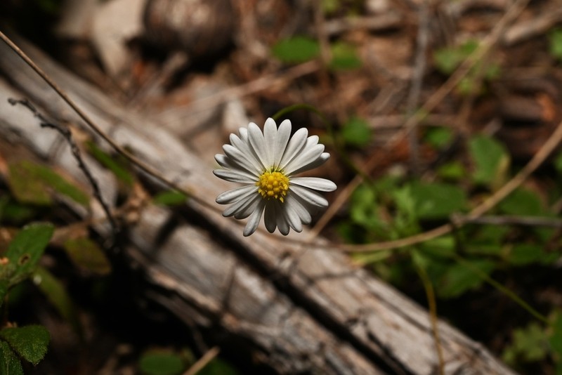 Brachyscome whitei photo 6