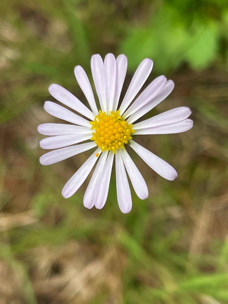 Brachyscome whitei photo 7