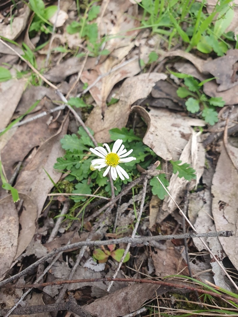 Brachyscome willisii