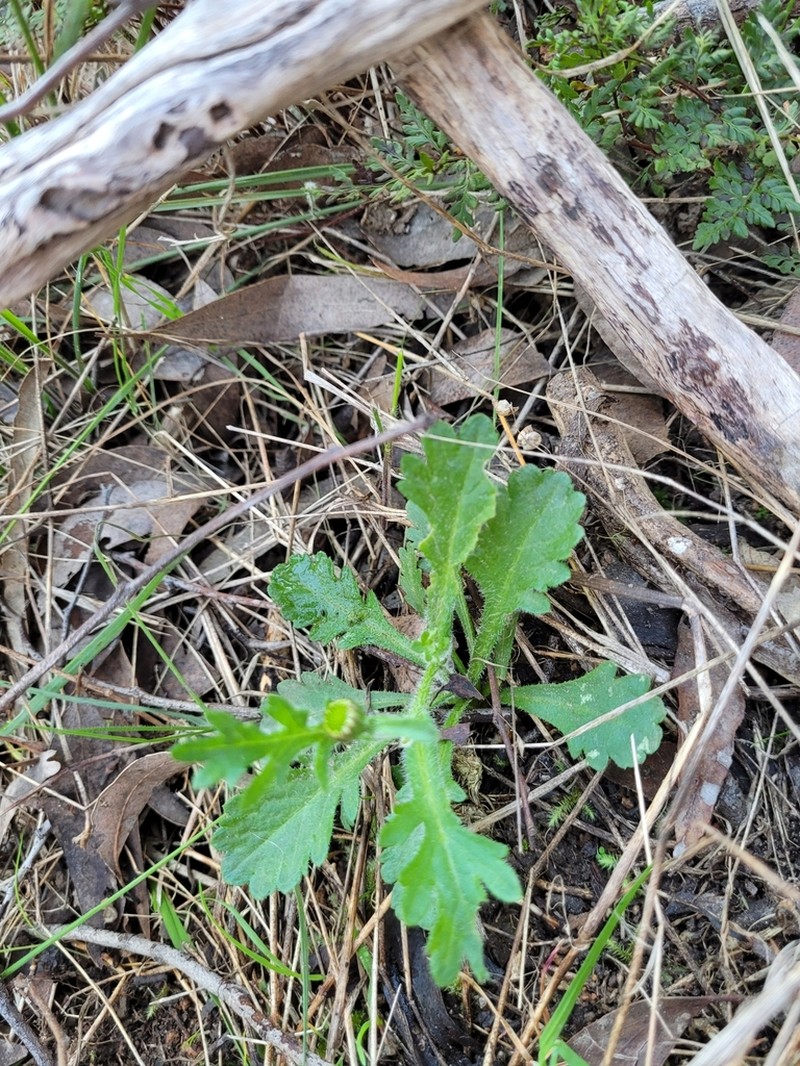 Brachyscome willisii photo 2