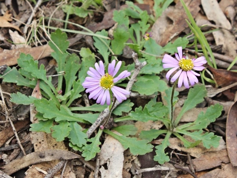 Brachyscome willisii photo 3