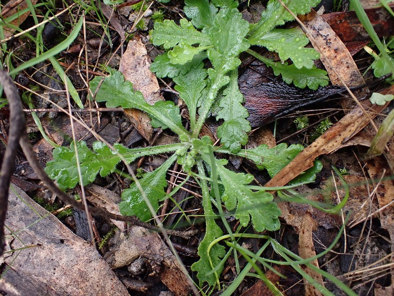 Brachyscome willisii photo 4