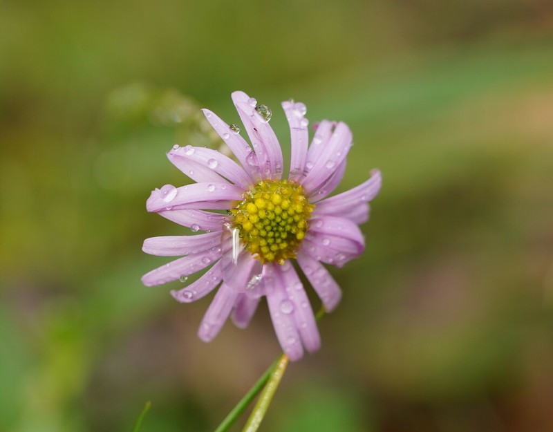 Brachyscome willisii photo 5