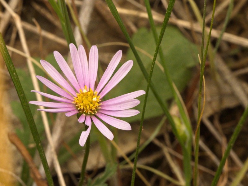 Brachyscome willisii photo 6