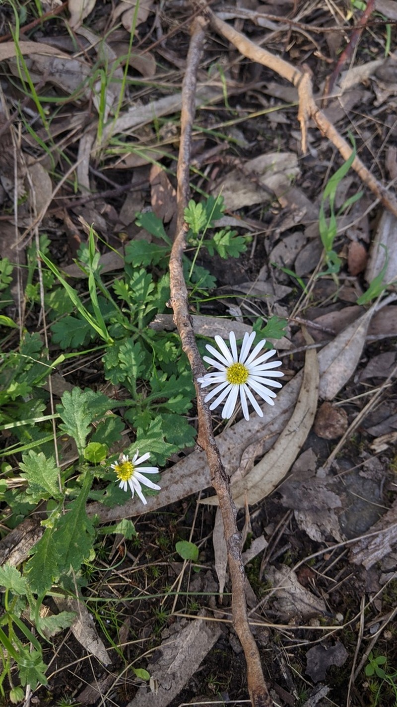 Brachyscome willisii photo 7