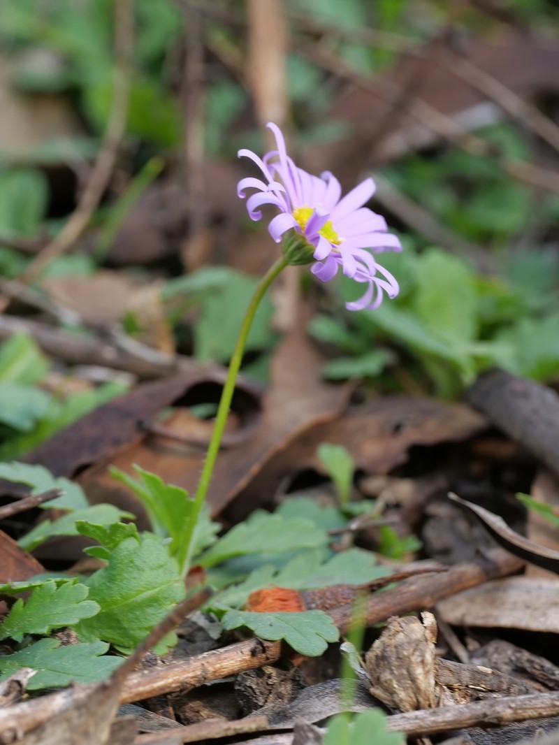 Brachyscome willisii photo 8