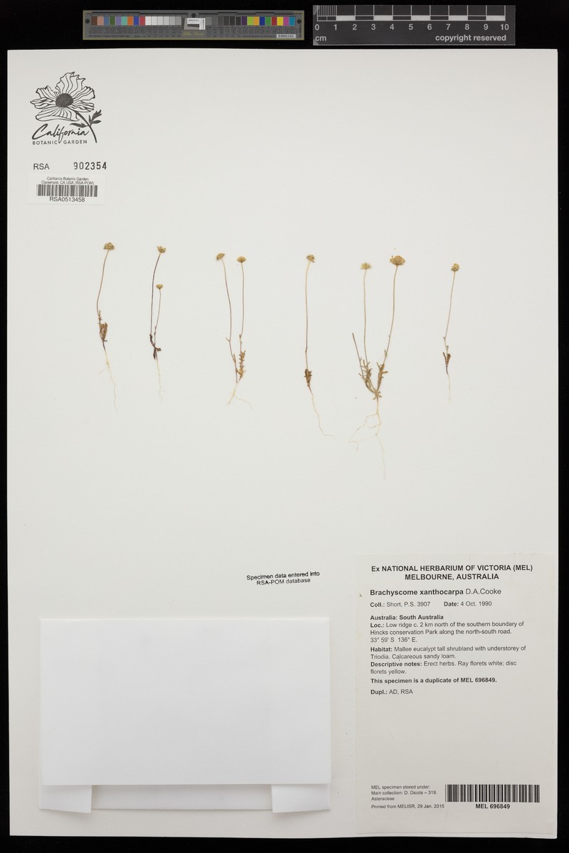 Brachyscome xanthocarpa