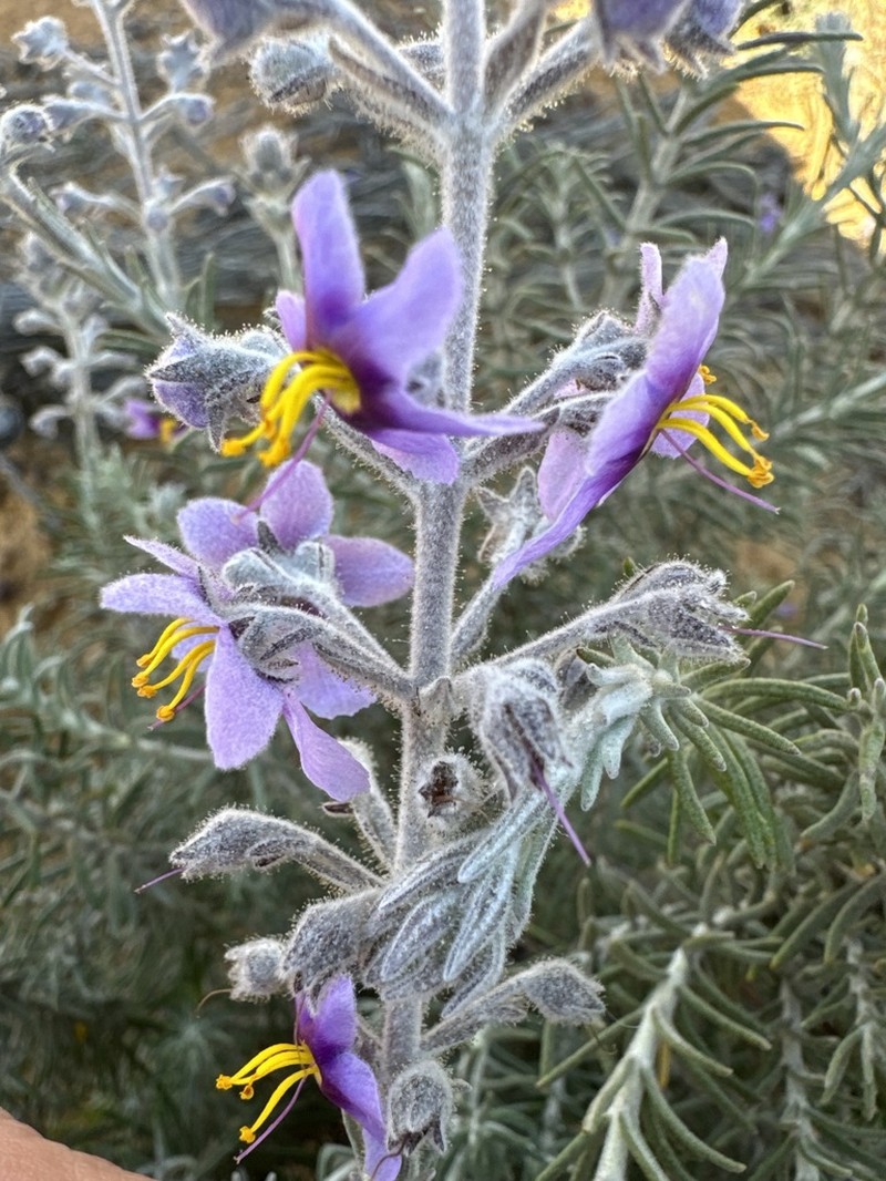 Brachysola coerulea photo 2
