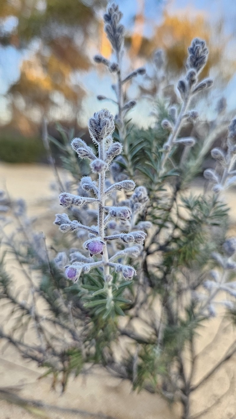 Brachysola coerulea photo 3