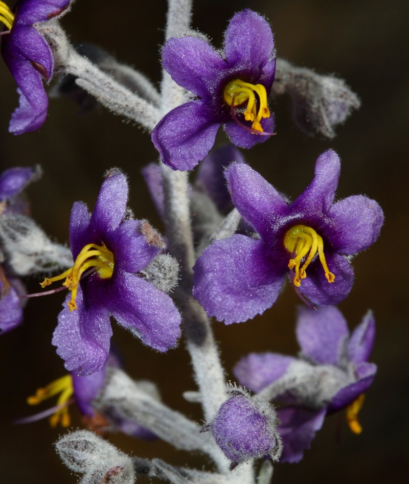 Brachysola coerulea photo 6