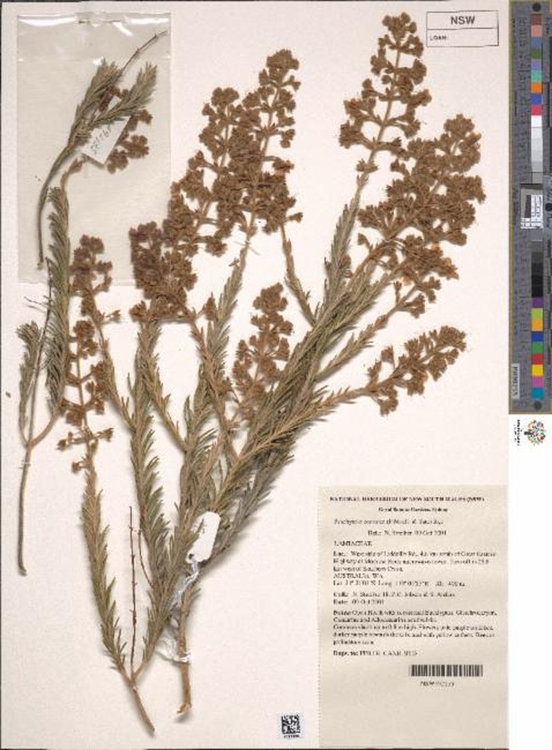 Brachysola coerulea photo 7