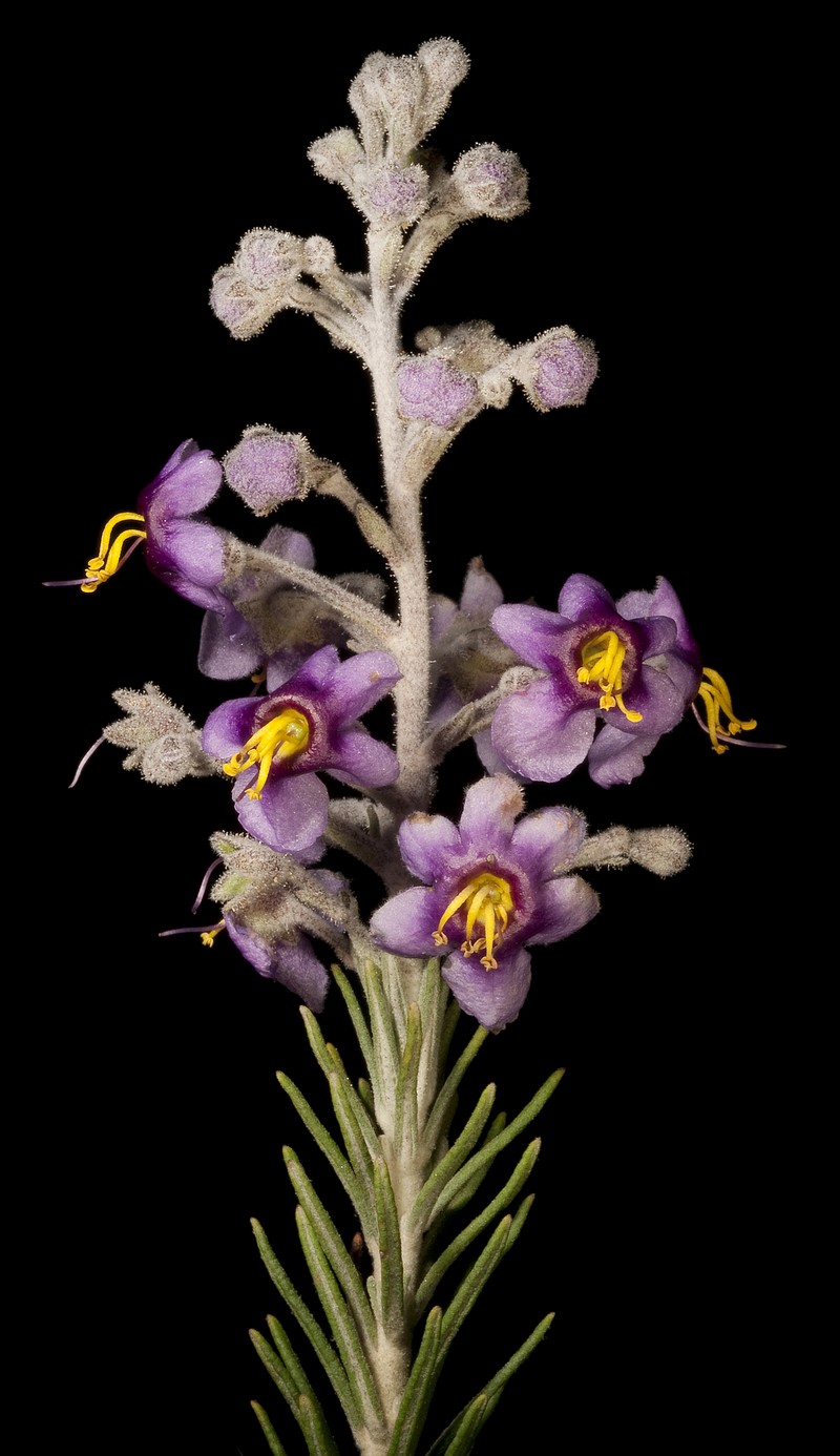 Brachysola coerulea