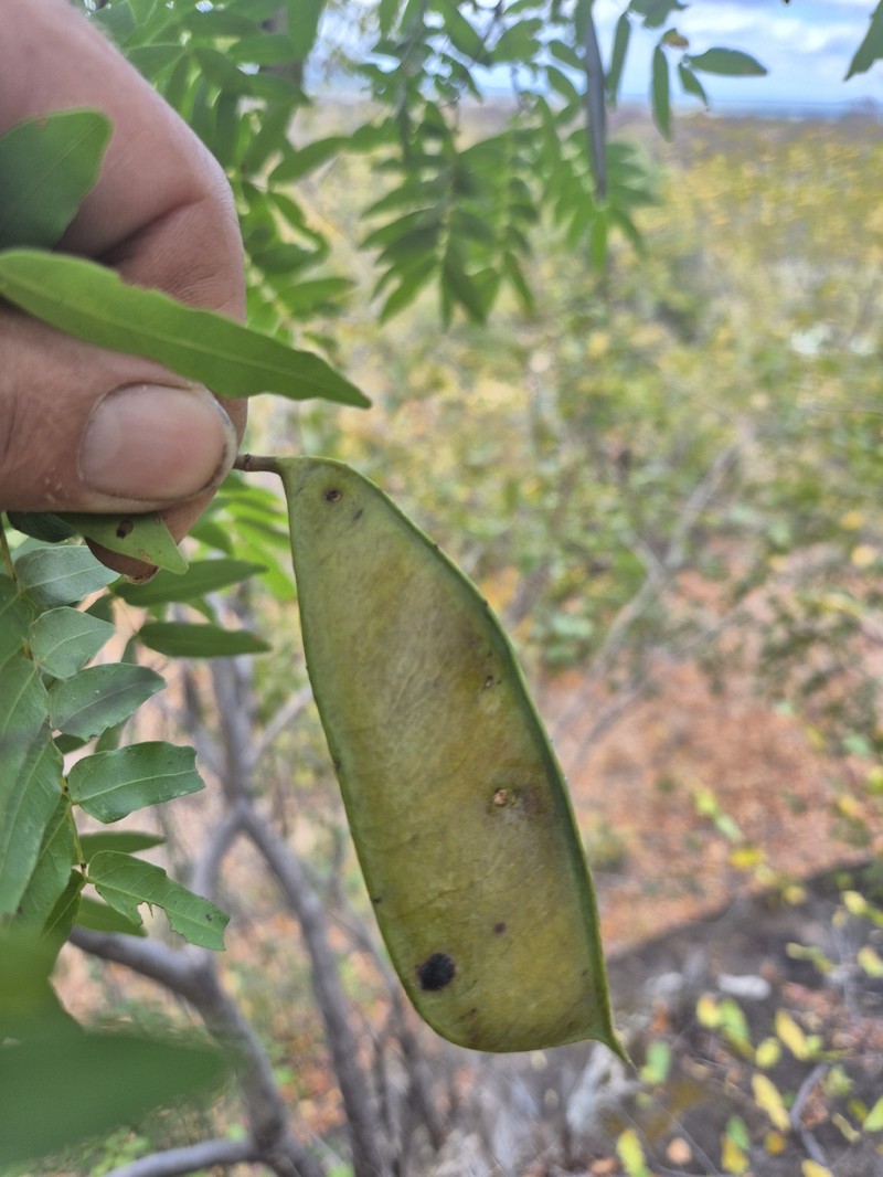 Brachystegia tamarindoides subsp. tamarindoides