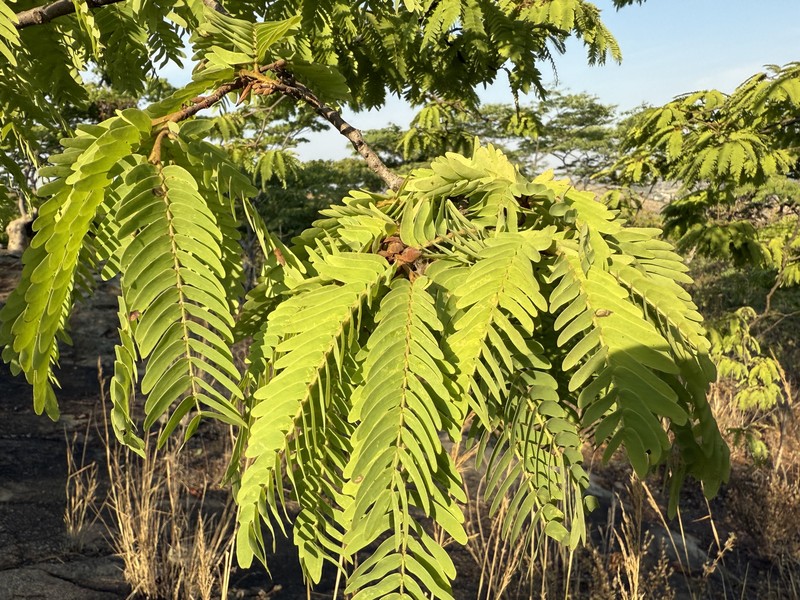 Brachystegia tamarindoides subsp. tamarindoides photo 3