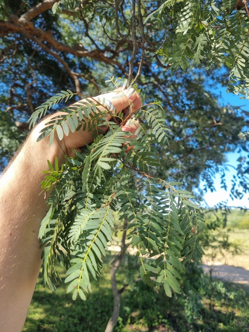 Brachystegia tamarindoides subsp. tamarindoides photo 4