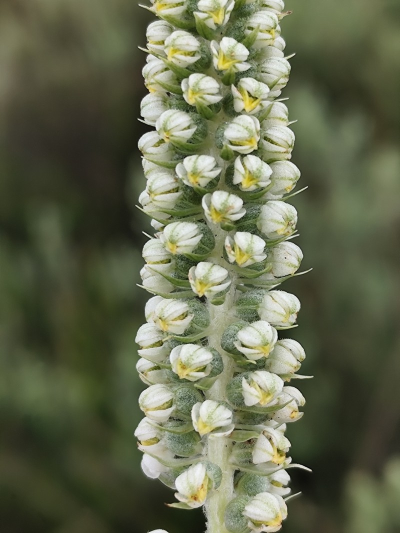 Brachystele arechavaletae photo 2