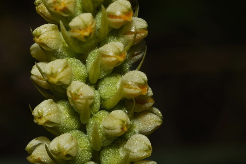 Brachystele arechavaletae photo 3