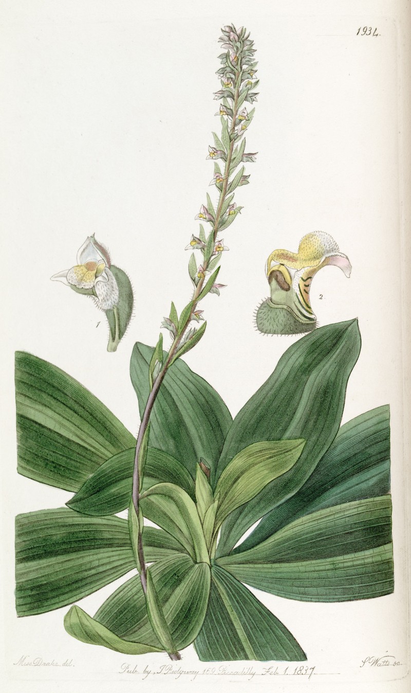 Brachystele bracteosa