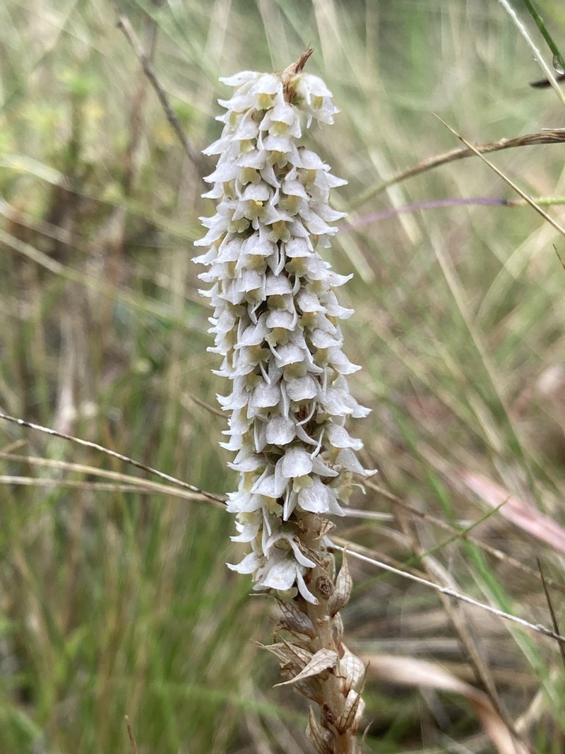 Brachystele camporum